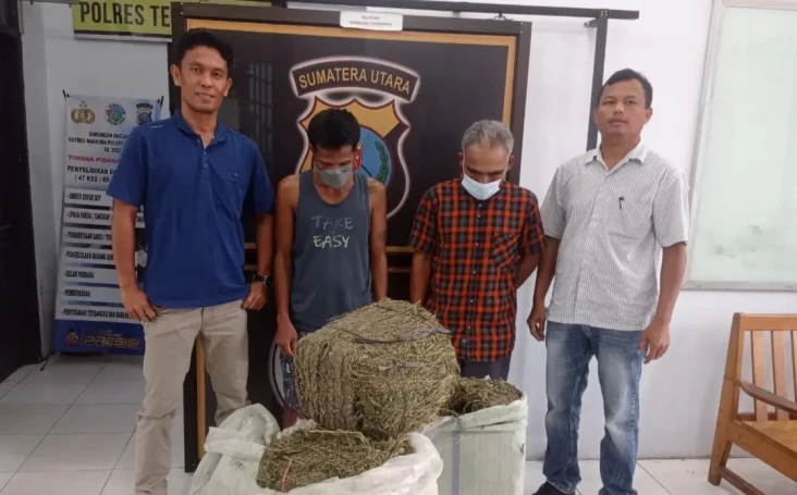 Angkut 3 Karung Ganja...