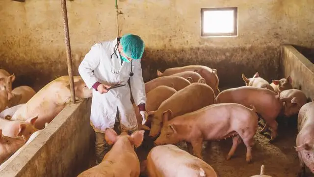 Flu Babi Afrika Terdeteksi...