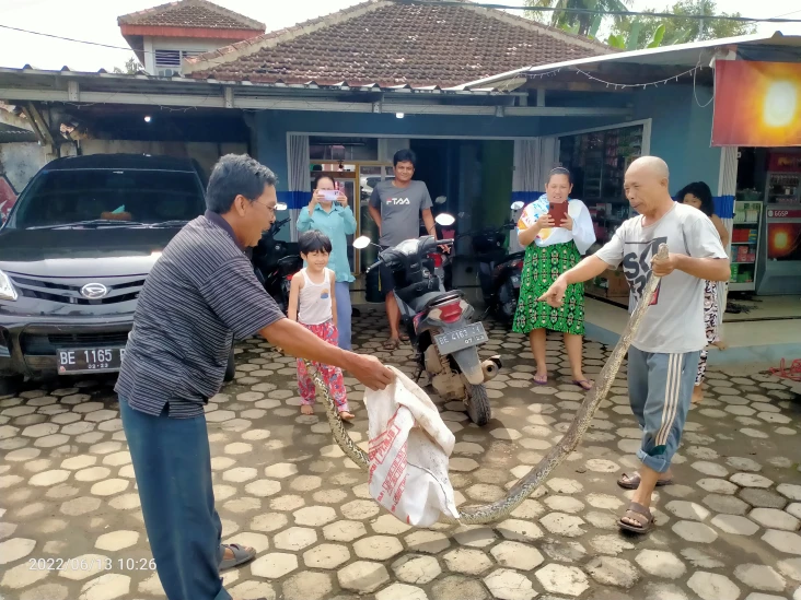 Ular Sanca Kembang 3...