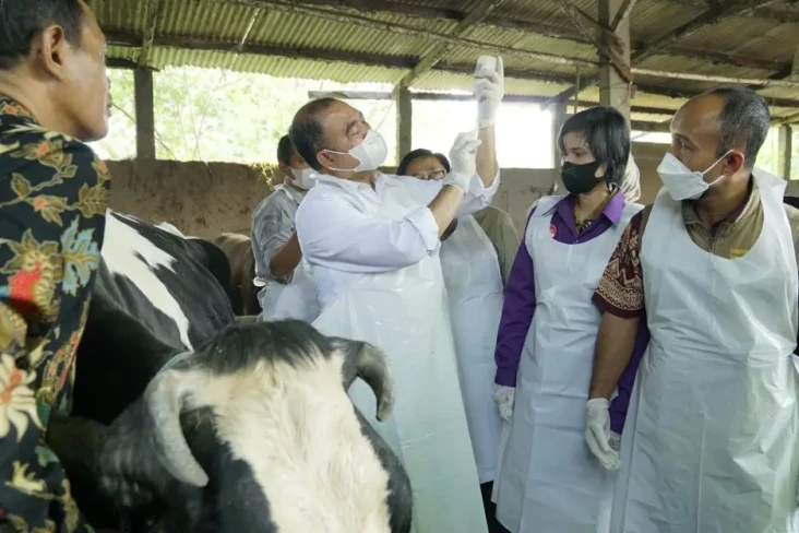 Vaksinasi PMK Dimulai...