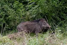 Geger! Babi Hutan Masuk...