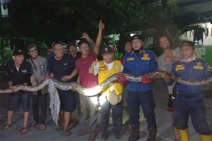Ngeri! Ular Piton Berbobot...