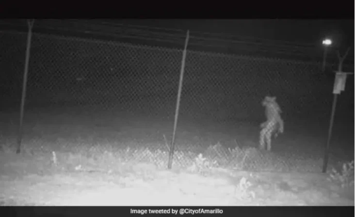 Viral, Mahluk Misterius...