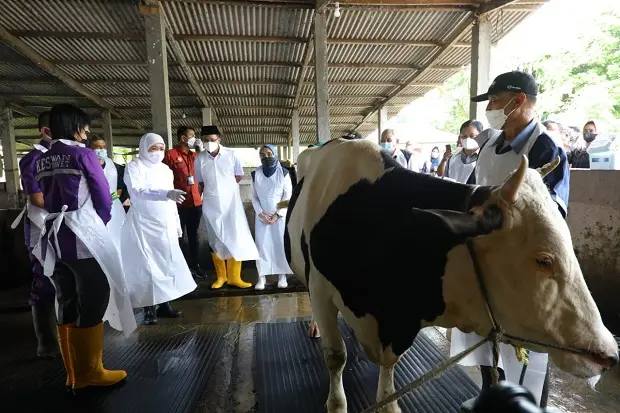 Jelang Idul Adha, Gubernur...