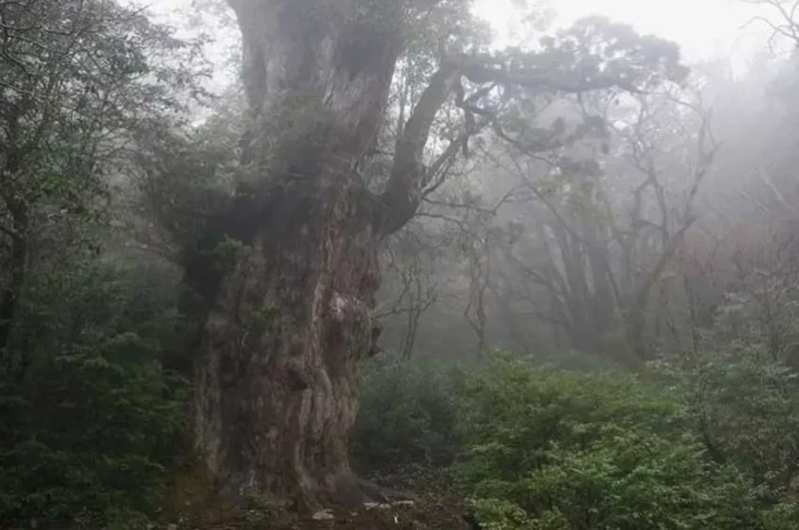 10 Pohon Tertua di Dunia,...