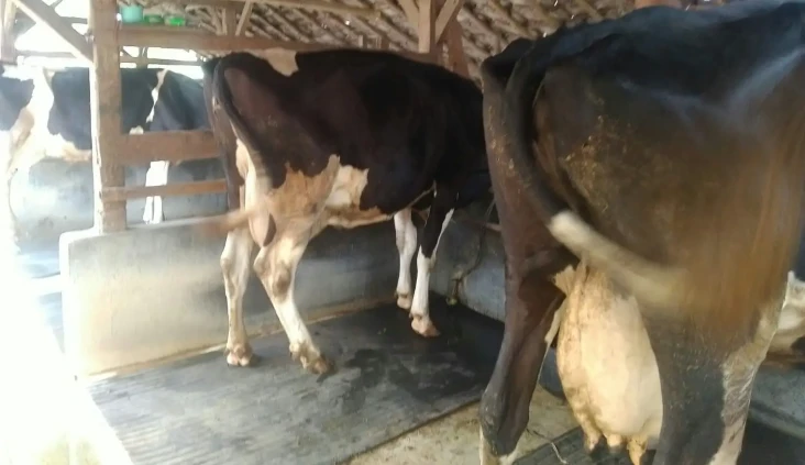Wabah PMK di KBB Mengganas,...