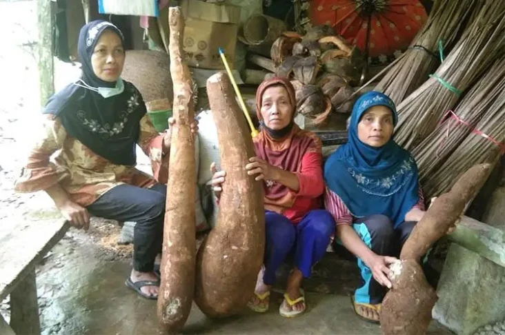 Petani Kulonprogo Panen...