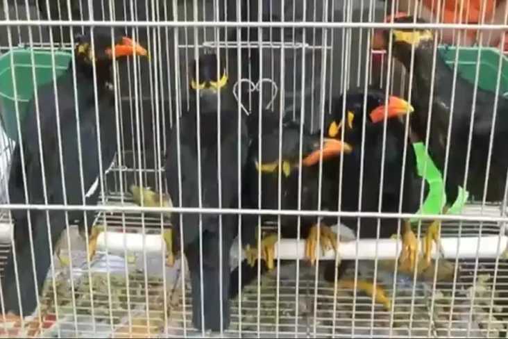 Jual 6 Burung Beo Nias...