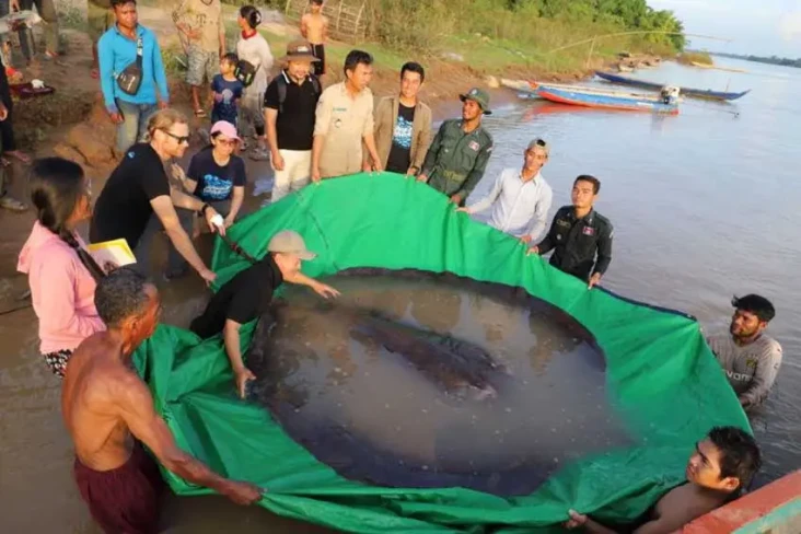 Ikan Air Tawar Terbesar...