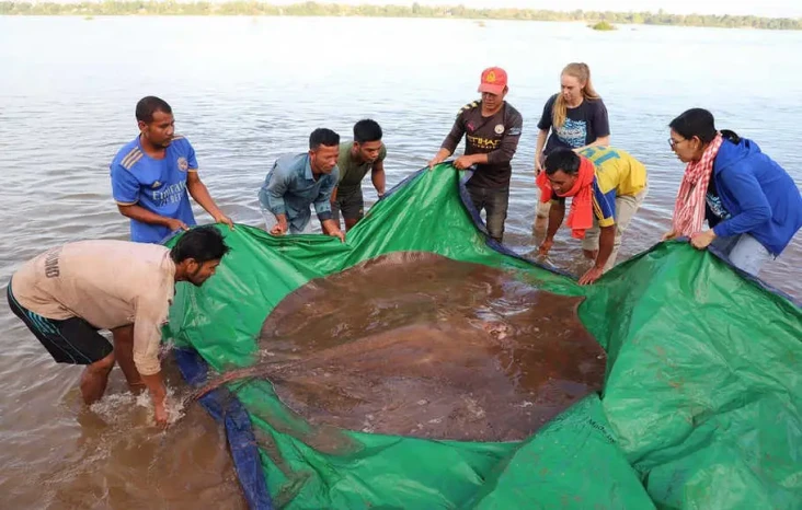 Ukuran Ikan Air Tawar...