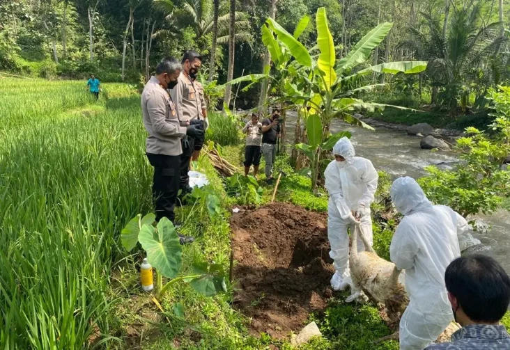 50 Bangkai Kambing Dibuang...