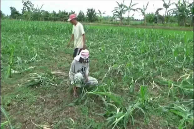 Diserang Hama, Kementan...