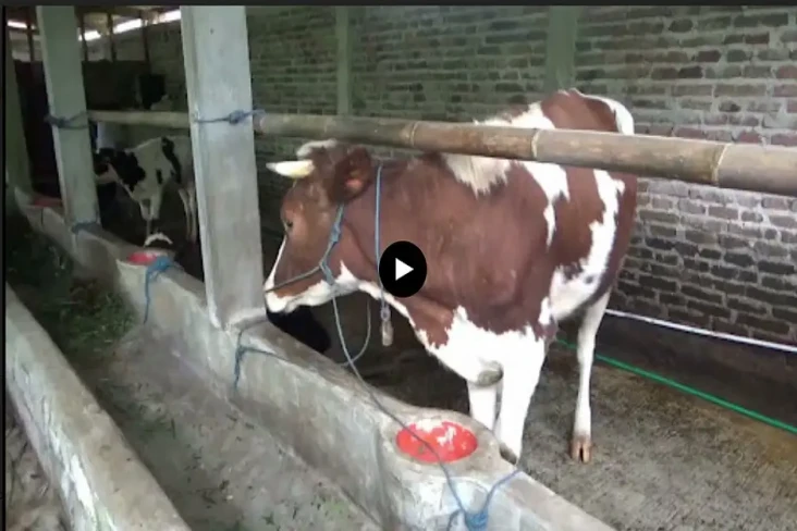 Sapi Terpapar PMK di...
