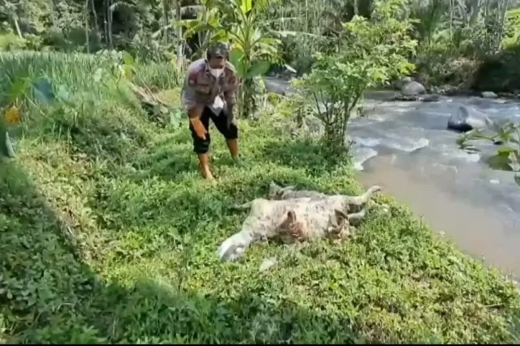 97 Bangkai Kambing Positif...