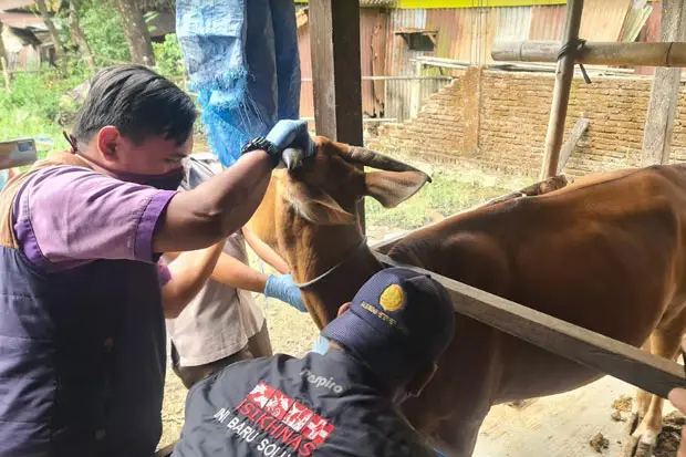 Jelang Idul Adha, Puskeswan...
