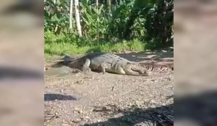 Gokil! Kakek Usman Gagah...