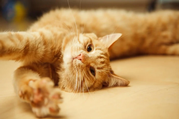 8 Alasan Kucing Oranye...