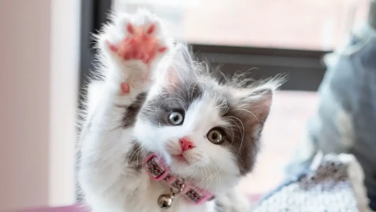 5 Mitos tentang Kucing,...
