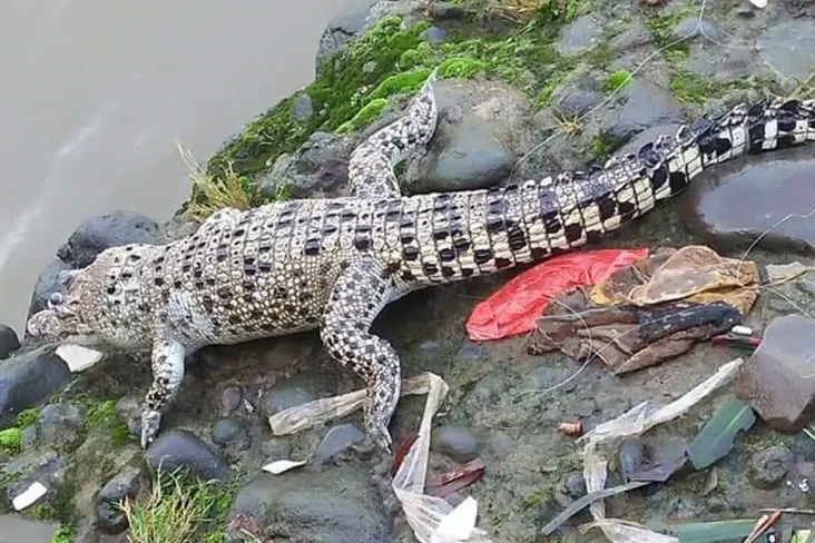 Buaya yang Bikin Heboh...