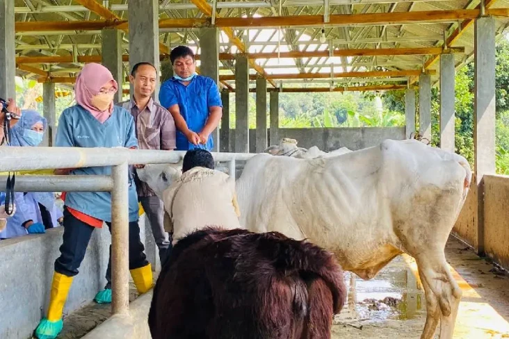 900 Ekor Sapi Perah...