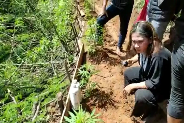 Ada Ladang Ganja di...