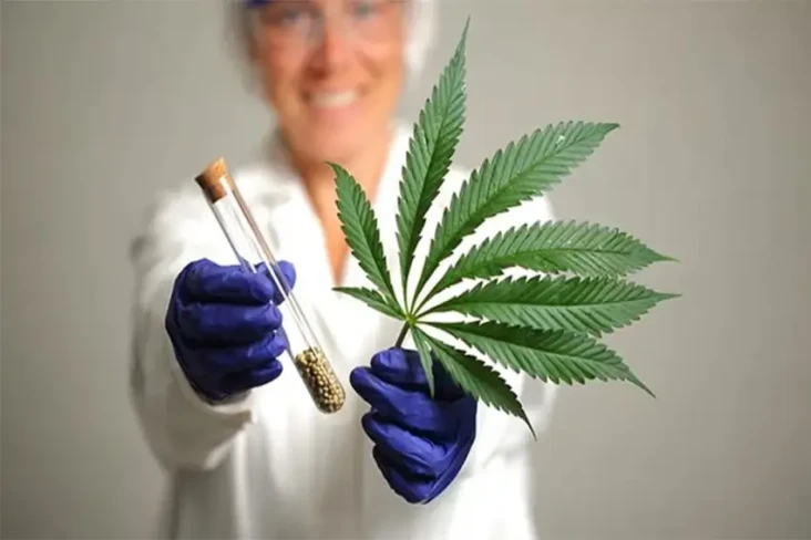 Ganja Medis Apakah Aman...