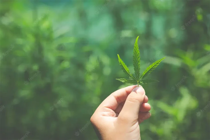 Ahli Sebut Ganja Medis...