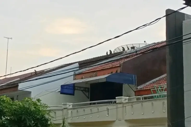 Kawanan Monyet Liar...