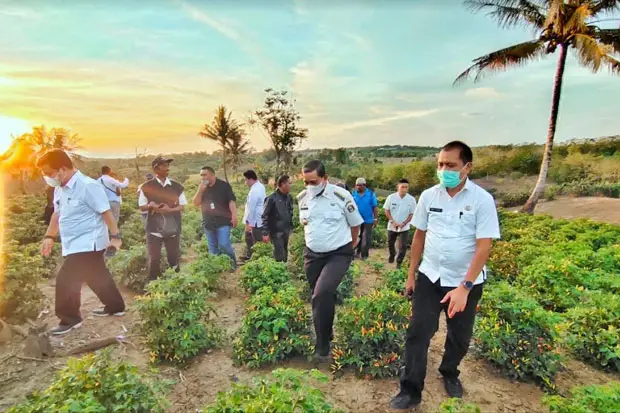 Cabai Asal Wajo Dipasarkan...