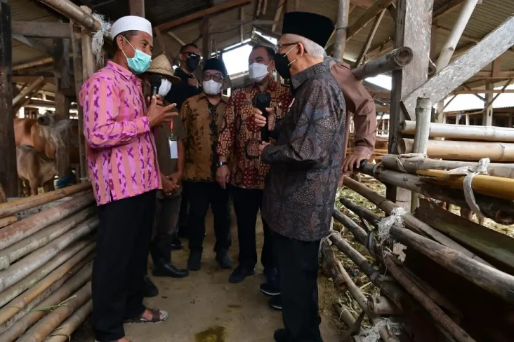 Tinjau Ternak Sapi di...