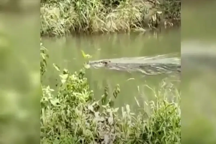 Horor! Buaya 4 Meter...