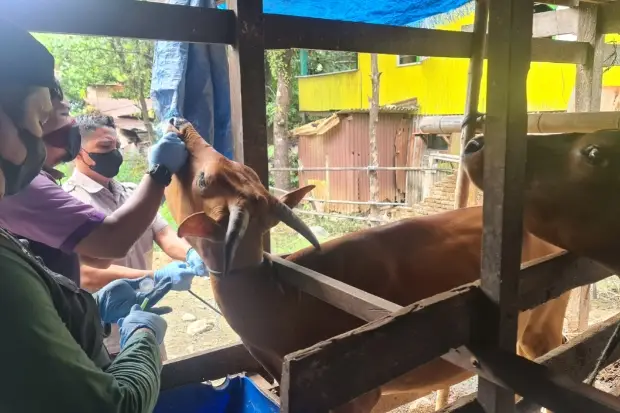 OPD Kabupaten Maros...