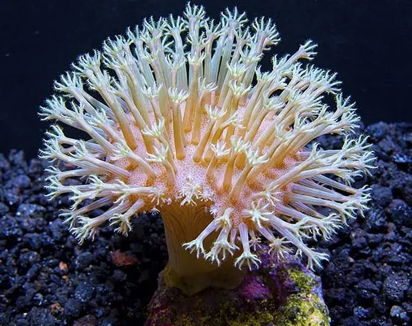 Bisakah Koral Laut Cantik...