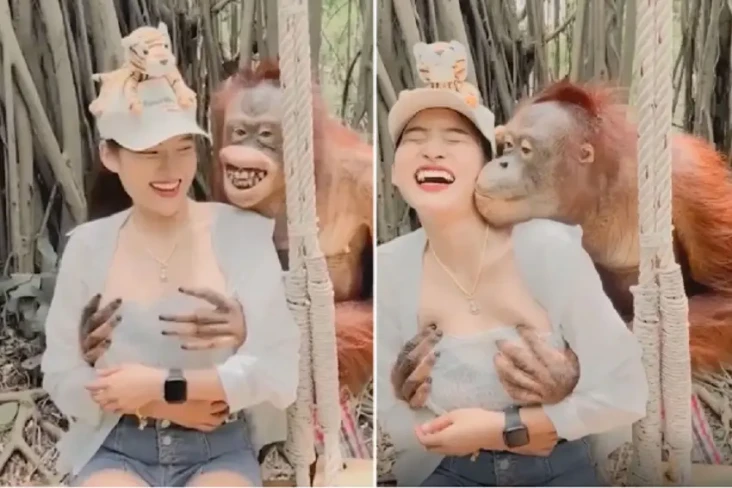 Viral, Orangutan Nakal...