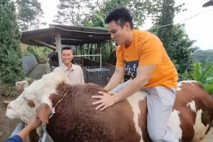 Baim Wong Berburu Sapi...
