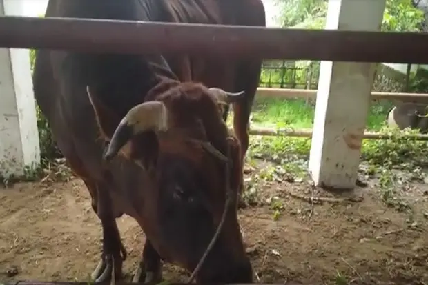Jokowi Bagikan Sapi...