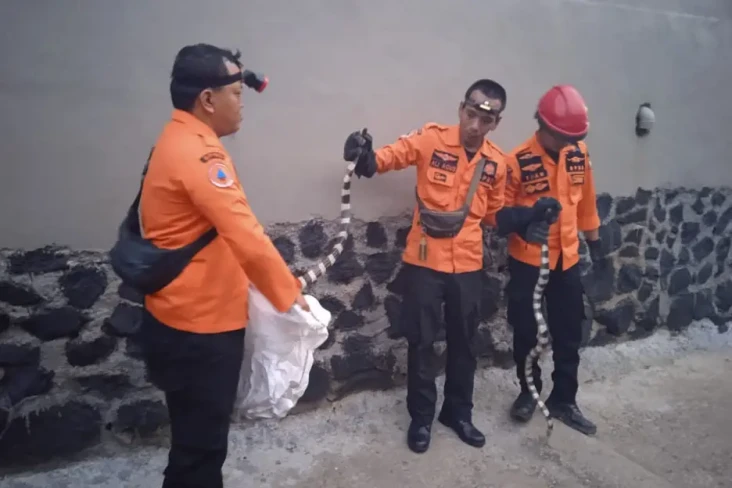 Ngeri, 2 Ekor Ular Welang...