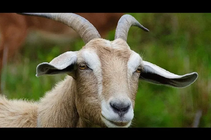 Pakar IPB: Kambing Lebih...