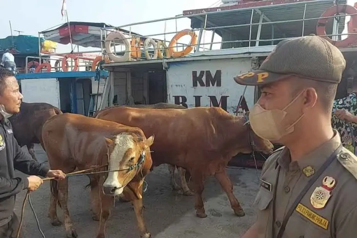 Bebas PMK, Puluhan Hewan...