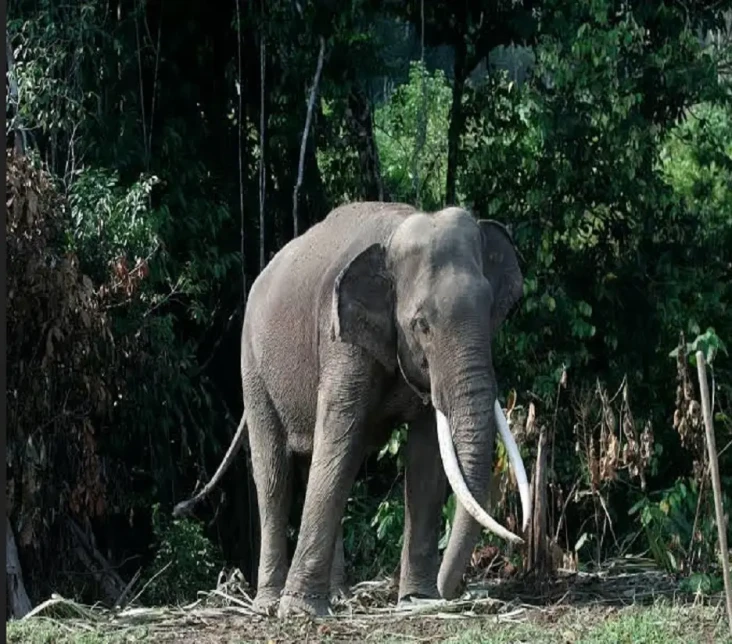 Antisipasi Kawanan Gajah...