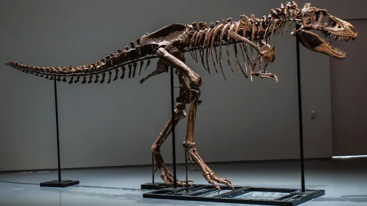 Fosil Gorgosaurus Bakal...