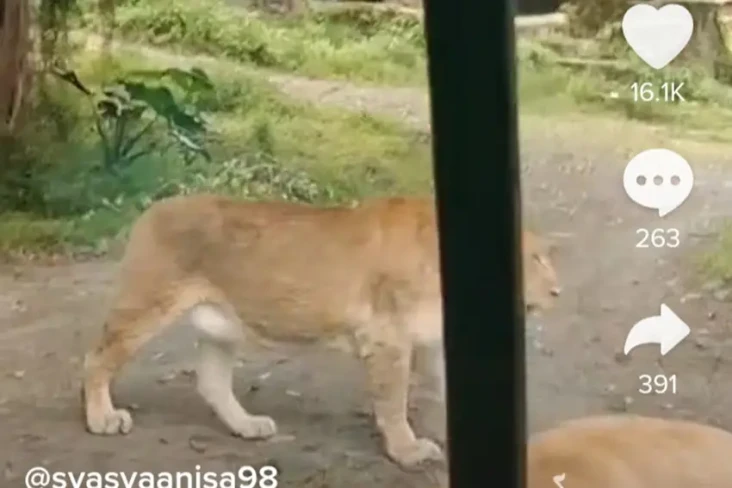 Viral Video Mobil Bolong...