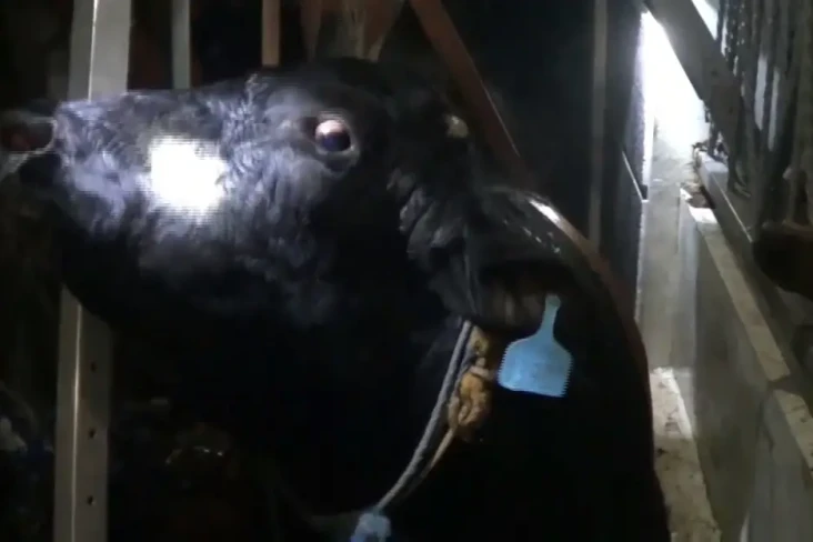 Sapi Seberat 1 Ton Terperosok...