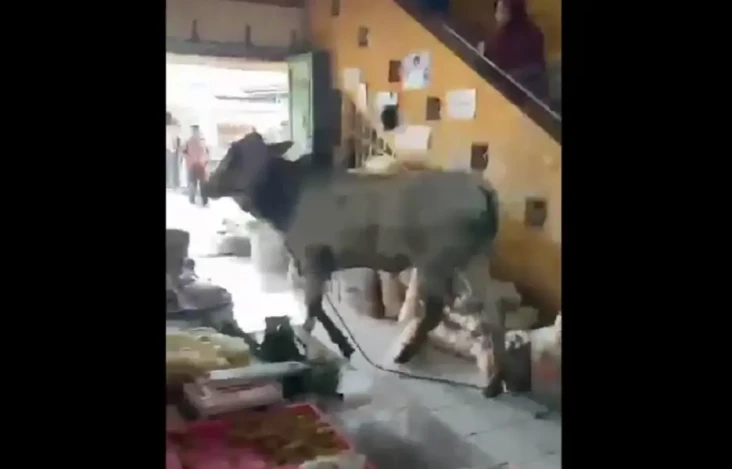 Sapi Kurban Ngamuk,...