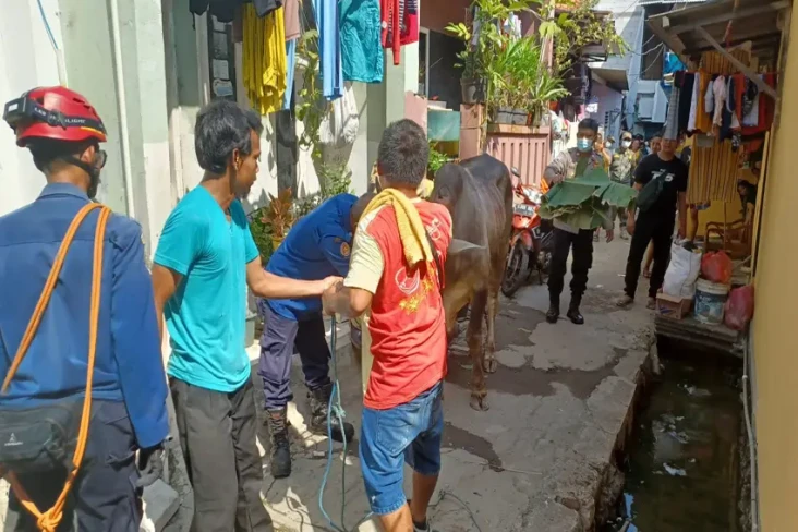 Sapi Kurban Ngamuk Rusak...