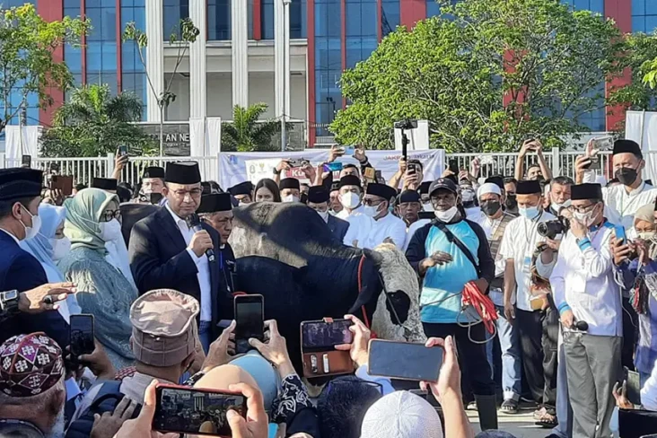 Ini Penampakan Sapi...