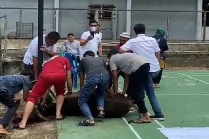 Sapi Kurban di Kota...