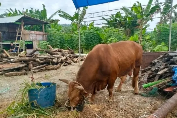 Sapi 1 Ton Milik Jokowi...