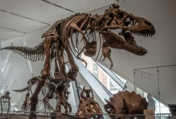 Inilah Meraxes, Dinosaurus...