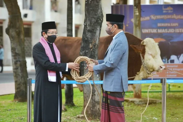 Sapi Kurban Presiden...